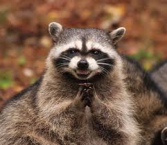 Safadezas do Guaxinim - Home | Facebook